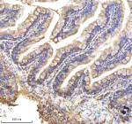 IHC staining of FFPE zebrafish colon tissue with Zebrafish Alcama antibody, HRP-labeled secondary and DAB substrate. HIER: boil tissue sections in pH8 EDTA for 20 min and allow to cool before testing.