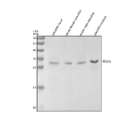 Western blot analysis of Bcl2a protein using Zebrafish Bcl2a antibody and 1) zebrafish head, 2) whole female zebrafish, 3) whole male zebrafish and 4) zebrafish embryo tissue lysate. Predicted molecular weight ~26 kDa.