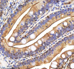 IHC staining of FFPE zebrafish colon tissue with Zebrafish Caspase 9 antibody, HRP-labeled secondary and DAB substrate. HIER: boil tissue sections in pH8 EDTA for 20 min and allow to cool before testing.