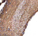 IHC staining of zebrafish Cxcl12 protein using Zebrafish Cxcl12 antibody, HRP-labeled secondary and DAB substrate. Cxcl12 was detected in a paraffin-embedded section of zebrafish spinal cord tissue. HIER: boil tissue sections in pH8 EDTA for 20 min and allow to cool before testing.