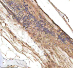 IHC staining of zebrafish Cxcl8a protein using Zebrafish Cxcl8a antibody, HRP-labeled secondary and DAB substrate. Cxcl8a was detected in a paraffin-embedded section of zebrafish spinal cord tissue. HIER: boil tissue sections in pH8 EDTA for 20 min and allow to cool before testing.