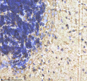 IHC staining of FFPE zebrafish cerebellum tissue with Cyp19a1b antibody, HRP-labeled secondary and DAB substrate. HIER: boil tissue sections in pH8 EDTA for 20 min and allow to cool before testing.