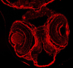 Immunofluorescent staining of DNM1a/b protein using Zebrafish DNM1 antibody (red) and FFPE zebrafish embryo tissue. HIER: boil tissue sections in pH8 EDTA for 20 min and allow to cool before testing.