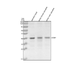 Western blot analysis of Etv2 protein using Zebrafish Etv2 antibody and 1) zebrafish head, 2) whole female zebrafish and 3) whole male zebrafish tissue lysate. Predicted molecular weight ~40 kDa.