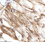 IHC staining of FFPE zebrafish muscle tissue with Fasn antibody, HRP-labeled secondary and DAB substrate. HIER: boil tissue sections in pH8 EDTA for 20 min and allow to cool before testing.
