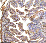 IHC staining of FFPE zebrafish colon tissue with Fasn antibody, HRP-labeled secondary and DAB substrate. HIER: boil tissue sections in pH8 EDTA for 20 min and allow to cool before testing.