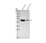 Western blot analysis of Gfap protein using Zebrafish Gfap antibody and 1) zebrafish head tissue lysates and 2) zebrafish embryo tissue lysates. Predicted molecular weight ~51 kDa.
