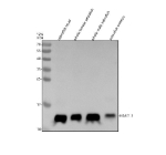 Western blot analysis of Hbae1.1 protein using Zebrafish Hbae1.1 antibody and 1) zebrafish head, 2) whole female zebrafish, 3) whole male zebrafish and 4) zebrafish embryo tissue lysate. Predicted molecular weight ~16 kDa.