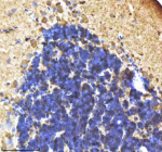 IHC staining of zebrafish Il-1 beta protein using Zebrafish Il-1 beta antibody, HRP-labeled secondary and DAB substrate. Il-1 beta was detected in a paraffin-embedded section of zebrafish cerebellum tissue. HIER: boil tissue sections in pH8 EDTA for 20 min and allow to cool before testing.