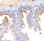 IHC staining of FFPE zebrafish colon tissue with Pik3cb antibody, HRP-labeled secondary and DAB substrate. HIER: boil tissue sections in pH8 EDTA for 20 min and allow to cool before testing.