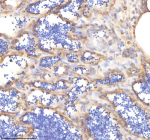 IHC staining of FFPE zebrafish testis tissue with Pik3cb antibody, HRP-labeled secondary and DAB substrate. HIER: boil tissue sections in pH8 EDTA for 20 min and allow to cool before testing.