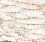 IHC staining of FFPE zebrafish muscle tissue with Pik3cb antibody, HRP-labeled secondary and DAB substrate. HIER: boil tissue sections in pH8 EDTA for 20 min and allow to cool before testing.