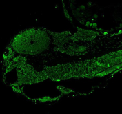 Immunofluorescent staining of Leo1 protein using Zebrafish Leo1 antibody (green) and zebrafish embryo tissue. HIER: boil tissue sections in pH8 EDTA for 20 min and allow to cool before testing.