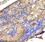 IHC staining of FFPE zebrafish kidney tissue with Danre Lmo2 antibody, HRP-labeled secondary and DAB substrate. HIER: boil tissue sections in pH8 EDTA for 20 min and allow to cool before testing.