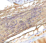 IHC staining of FFPE zebrafish spinal cord tissue with Danre Lmo2 antibody, HRP-labeled secondary and DAB substrate. HIER: boil tissue sections in pH8 EDTA for 20 min and allow to cool before testing.