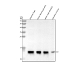 Western blot analysis of Lysozyme protein using Zebrafish Lysozyme antibody and 1) zebrafish head, 2) whole female zebrafish, 3) whole male zebrafish and 4) zebrafish embryo tissue lysate. Predicted molecular weight ~17 kDa.