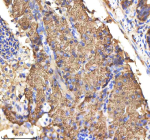 IHC staining of zebrafish Csf1r protein using Zebrafish Csf1r antibody, HRP-labeled secondary and DAB substrate. M-Csf1r was detected in a paraffin-embedded section of zebrafish pancreas tissue. HIER: boil tissue sections in pH8 EDTA for 20 min and allow to cool before testing.