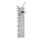 Western blot analysis of Mib1 protein using Zebrafish Mib1 antibody and 1) zebrafish head tissue lysates. Predicted molecular weight ~113 kDa.