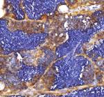 IHC staining of zebrafish Mpeg1 protein using Zebrafish Mpeg1 antibody, HRP-labeled secondary and DAB substrate. Mpeg1 was detected in a paraffin-embedded section of zebrafish testis tissue. HIER: boil tissue sections in pH8 EDTA for 20 min and allow to cool before testing.