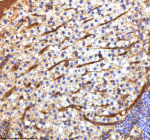 IHC staining of zebrafish Mpeg1 protein using Zebrafish Mpeg1 antibody, HRP-labeled secondary and DAB substrate. Mpeg1 was detected in a paraffin-embedded section of zebrafish liver tissue. HIER: boil tissue sections in pH8 EDTA for 20 min and allow to cool before testing.