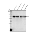 Western blot analysis of Myca protein using Zebrafish Myca antibody and 1) zebrafish head, 2) whole female zebrafish, 3) whole male zebrafish and 4) zebrafish embryo tissue lysate. Predicted molecular weight ~48 kDa.