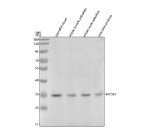 Western blot analysis of Myd88 protein using Zebrafish Myd88 antibody and 1) zebrafish head, 2) whole female zebrafish, 3) whole male zebrafish and 4) zebrafish embryo tissue lysate. Predicted molecular weight ~33 kDa.