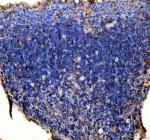 IHC staining of FFPE zebrafish thymus tissue with Myd88 antibody, HRP-labeled secondary and DAB substrate. HIER: boil tissue sections in pH8 EDTA for 20 min and allow to cool before testing.