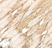 IHC staining of FFPE zebrafish muscle tissue with Ppp1r12a antibody, HRP-labeled secondary and DAB substrate. HIER: boil tissue sections in pH8 EDTA for 20 min and allow to cool before testing.