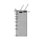 Western blot analysis of N-cadherin protein using Zebrafish N-cadherin antibody and 1) zebrafish head tissue lysates and 2) zebrafish embryo tissue lysate. Predicted molecular weight ~97 kDa but may be observed at higher molecular weights due to glycosylation.