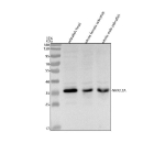 Western blot analysis of Nkx2.2a protein using Zebrafish Nkx2.2a antibody and 1) zebrafish head, 2) whole female zebrafish and 3) whole male zebrafish tissue lysate. Predicted molecular weight ~30 kDa, commonly observed at 36-40 kDa.