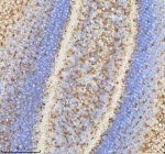 IHC staining of zebrafish Npepps protein using Zebrafish Npepps antibody, HRP-labeled secondary and DAB substrate. Npepps was detected in a paraffin-embedded section of zebrafish eye tissue. HIER: boil tissue sections in pH8 EDTA for 20 min and allow to cool before testing.