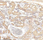 IHC staining of zebrafish Ornithine aminotransferase protein using Zebrafish Ornithine aminotransferase antibody, HRP-labeled secondary and DAB substrate. Ornithine aminotransferase was detected in a paraffin-embedded section of zebrafish kidney tissue. HIER: boil tissue sections in pH8 EDTA for 20 min and allow to cool before testing.