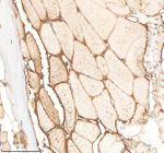 IHC staining of zebrafish Ornithine aminotransferase protein using Zebrafish Ornithine aminotransferase antibody, HRP-labeled secondary and DAB substrate. Ornithine aminotransferase was detected in a paraffin-embedded section of zebrafish muscle tissue. HIER: boil tissue sections in pH8 EDTA for 20 min and allow to cool before testing.