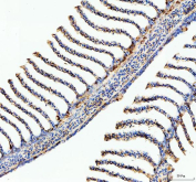 IHC staining of FFPE zebrafish fin tissue with Ostf1 antibody, HRP-labeled secondary and DAB substrate. HIER: boil tissue sections in pH8 EDTA for 20 min and allow to cool before testing.