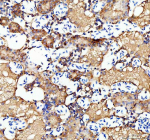 IHC staining of FFPE zebrafish kidney tissue with Ostf1 antibody, HRP-labeled secondary and DAB substrate. HIER: boil tissue sections in pH8 EDTA for 20 min and allow to cool before testing.