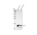 Western blot analysis of Cdkn1a protein using Zebrafish Cdkn1a antibody and 1) zebrafish head tissue lysates and 2) zebrafish embryo tissue lysate. Predicted molecular weight ~15 kDa.