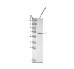 Western blot analysis of p53 protein using Zebrafish p53 antibody and zebrafish embryo tissue lysates. Predicted molecular weight ~42 kDa but commonly observed at 53-60 kDa.