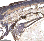IHC staining of zebrafish p53 protein using Zebrafish p53 antibody, HRP-labeled secondary and DAB substrate. p53 was detected in a paraffin-embedded section of zebrafish embryo tissue. HIER: boil tissue sections in pH8 EDTA for 20 min and allow to cool before testing.