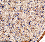 IHC staining of zebrafish Pa2g4 protein using Zebrafish Pa2g4 antibody, HRP-labeled secondary and DAB substrate. Pa2g4 was detected in a paraffin-embedded section of zebrafish liver tissue. HIER: boil tissue sections in pH8 EDTA for 20 min and allow to cool before testing.