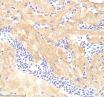IHC staining of FFPE zebrafish heart tissue with Pafah1b1 antibody, HRP-labeled secondary and DAB substrate. HIER: boil tissue sections in pH8 EDTA for 20 min and allow to cool before testing.