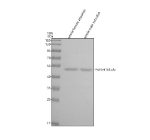 Western blot analysis of Pafah1b1 protein using Zebrafish Pafah1b1 antibody and 1) whole female zebrafish tissue lysates and 2) whole male zebrafish tissue lysates. Predicted molecular weight ~47 kDa.