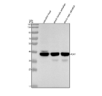 Western blot analysis of Pdx1 protein using Zebrafish Pdx1 antibody and 1) zebrafish head, 2) whole female zebrafish, 3) whole male zebrafish tissue lysate. Predicted molecular weight ~28 kDa but may be observed at higher molecular weights due to post-translational modifications.