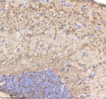 IHC staining of zebrafish Phyhipl/b protein using Zebrafish Phyhipl antibody, HRP-labeled secondary and DAB substrate. Phyhipl was detected in a paraffin-embedded section of zebrafish brain tissue. HIER: boil tissue sections in pH8 EDTA for 20 min and allow to cool before testing.