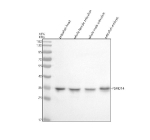Western blot analysis of Psmd14 protein using Zebrafish Psmd14 antibody and 1) zebrafish head, 2) whole female zebrafish, 3) whole male zebrafish and 4) zebrafish embryo tissue lysate. Predicted molecular weight ~35 kDa.