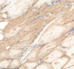 IHC staining of zebrafish Polr2d protein using Zebrafish Polr2d antibody, HRP-labeled secondary and DAB substrate. Polr2d was detected in a paraffin-embedded section of zebrafish muscle tissue. HIER: boil tissue sections in pH8 EDTA for 20 min and allow to cool before testing.