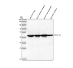 Western blot analysis of Pou5f1/3 protein using Zebrafish Pou5f1 antibody and 1) zebrafish head, 2) whole female zebrafish, 3) whole male zebrafish and 4) zebrafish embryo tissue lysate. Predicted molecular weight ~51 kDa.