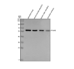 Western blot analysis of Ppar gamma protein using Zebrafish Ppar gamma antibody and 1) zebrafish head, 2) whole female zebrafish, 3) whole male zebrafish and 4) zebrafish embryo tissue lysate. Predicted molecular weight ~60 kDa.