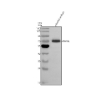Western blot analysis of Ppm1g protein using Zebrafish Ppm1g antibody and 1) zebrafish embryo tissue lysates. Predicted molecular weight ~58 kDa, but commonly observed at up to ~79 kDa. (human similarity)