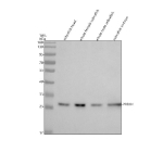 Western blot analysis of Prdx4 protein using Zebrafish Prdx4 antibody and 1) zebrafish head, 2) whole female zebrafish, 3) whole male zebrafish and 4) zebrafish embryo tissue lysate. Predicted molecular weight ~29 kDa.