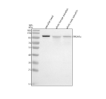 Western blot analysis of Prox1a protein using Zebrafish Prox1a antibody and 1) zebrafish head, 2) whole female zebrafish and 3) whole male zebrafish tissue lysate. Predicted molecular weight ~83 kDa, commonly observed at 80-100 kDa. (human similarity)